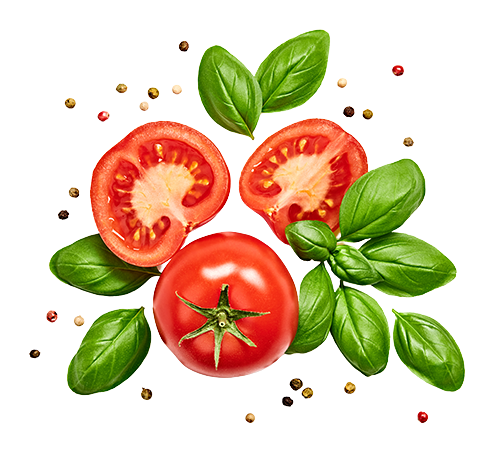 Un dessin vectoriel d'une tomate et de feuilles de basilic